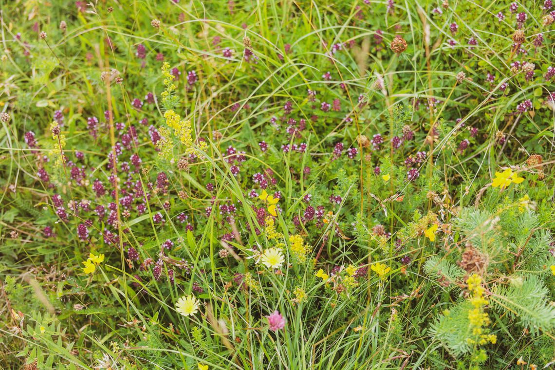 Auf dem ehemaligen Truppenübungsplatz konnte sich eine Kulturlandschaft wie vor hundert Jahren erhalten