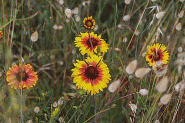 Bois de la Chaise Noirmoutier