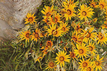 Le Viel Insel Noirmoutier