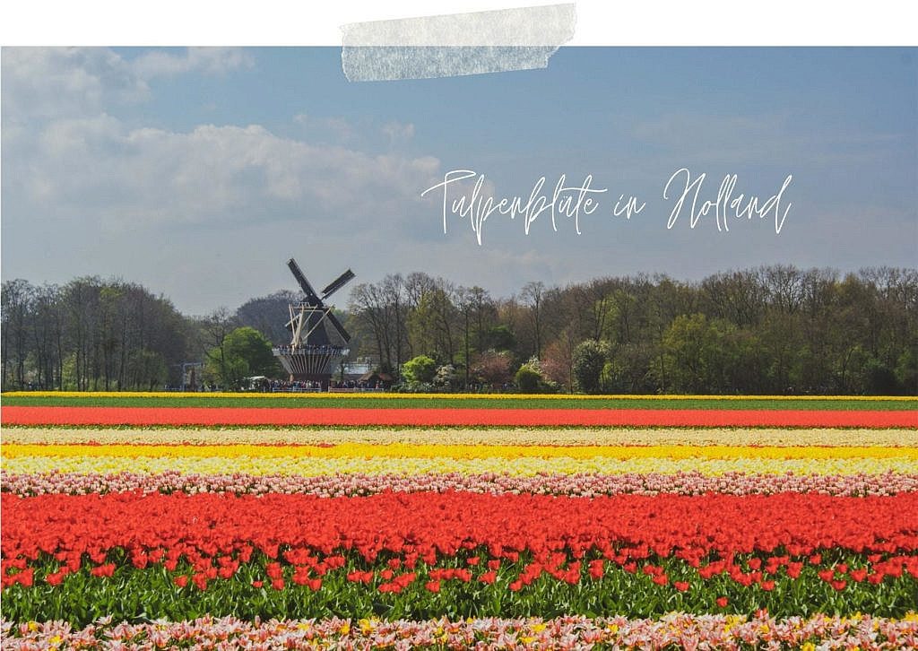 Tipps zur Tulpenblüte in Holland