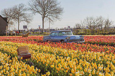 The Tulip Barn