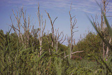 Mikroabenteuer Packrafting Biesbosch