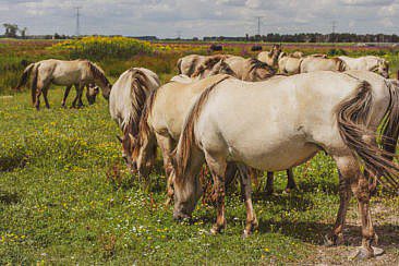 Mikroabenteuer Packrafting Biesbosch