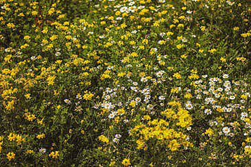 Mikroabenteuer Packrafting Biesbosch