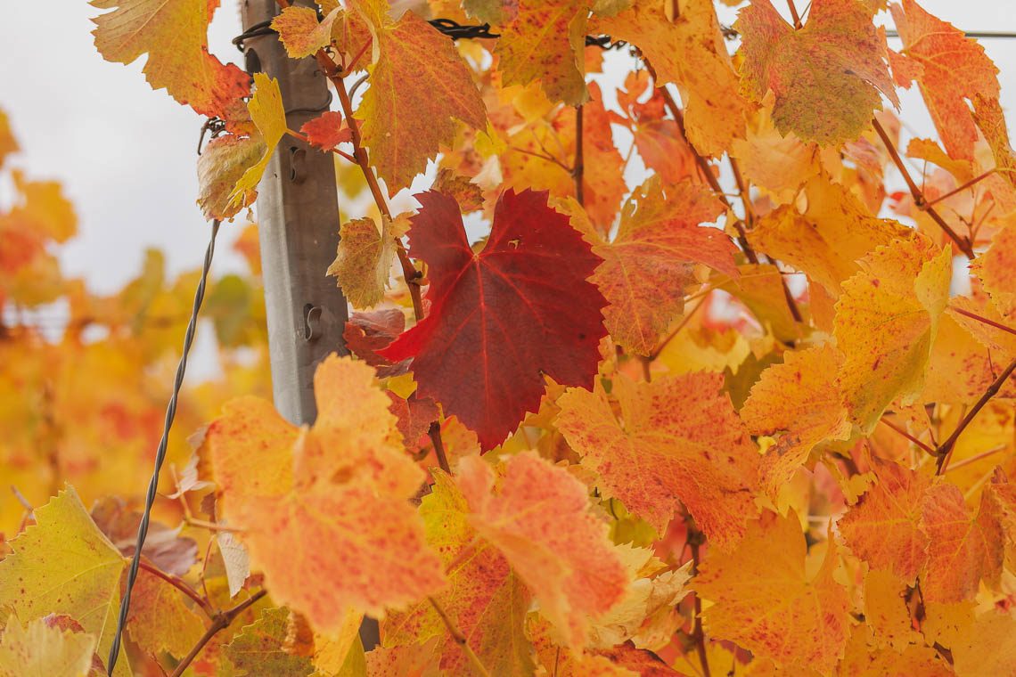 Schönstes Weindorf Besigheim Ausflugsziele Baden-Württemberg