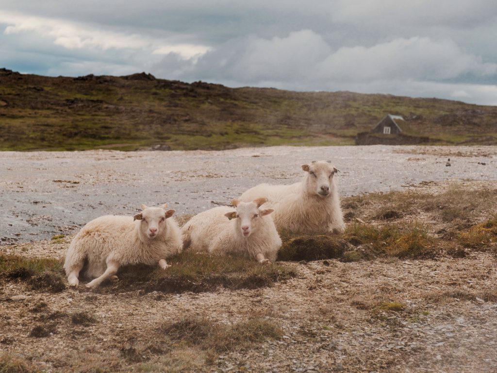 Schafe in Hveravellir