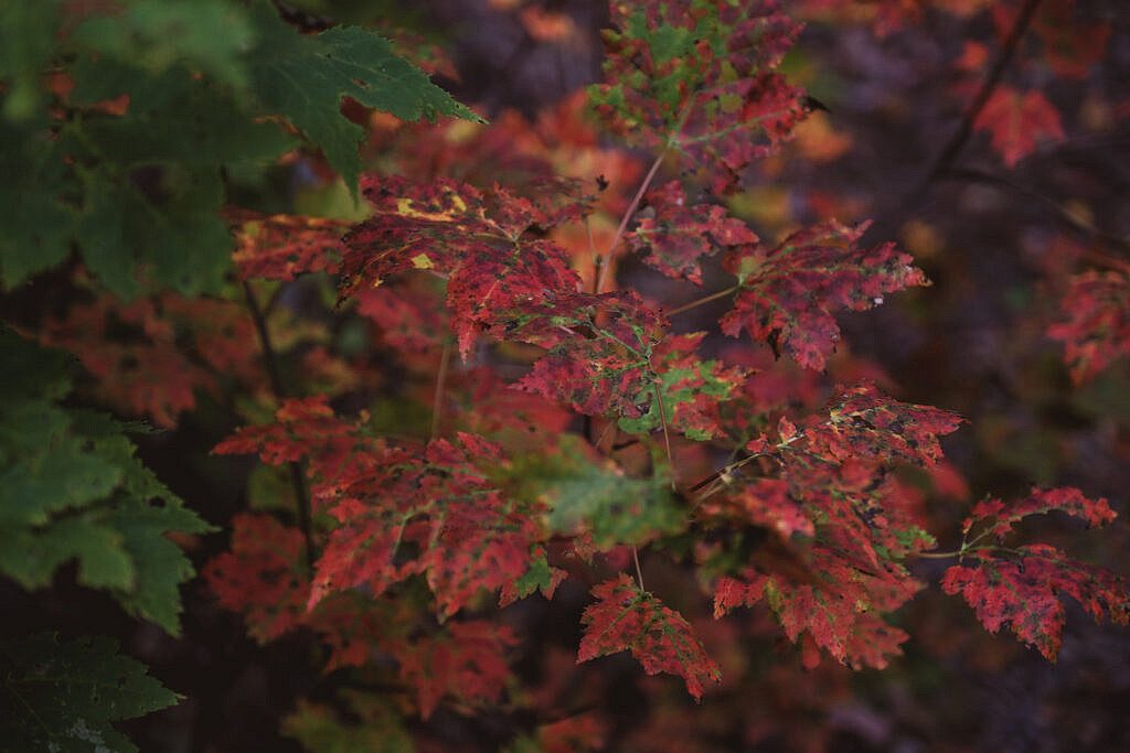 Egypt Falls Trail Cabot Trail 1