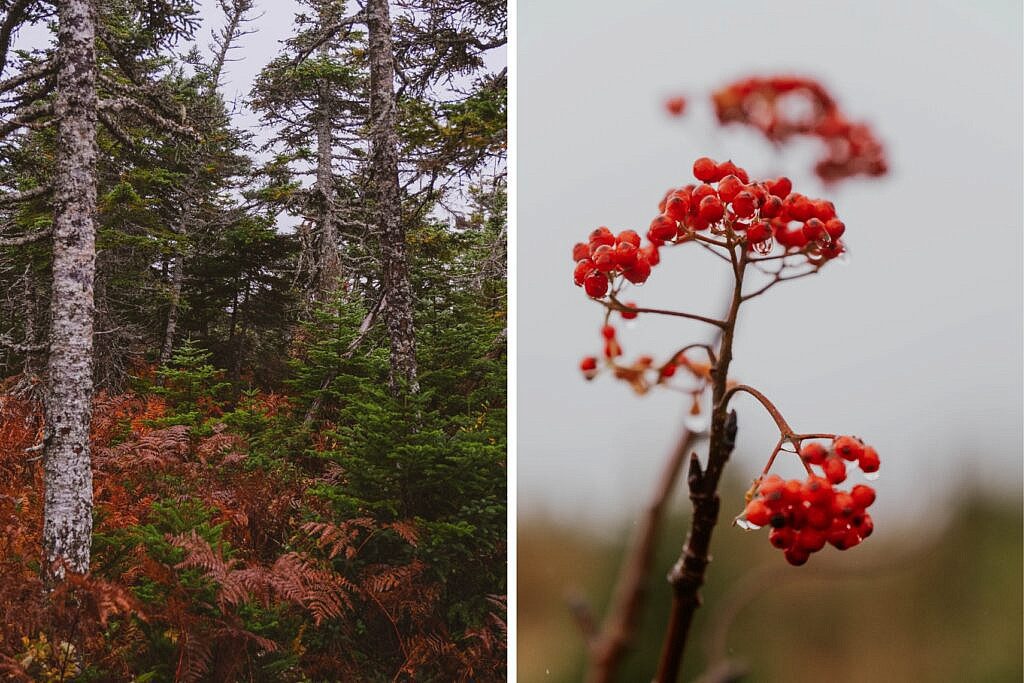 Cabot Trail Highlights Skyline Trail