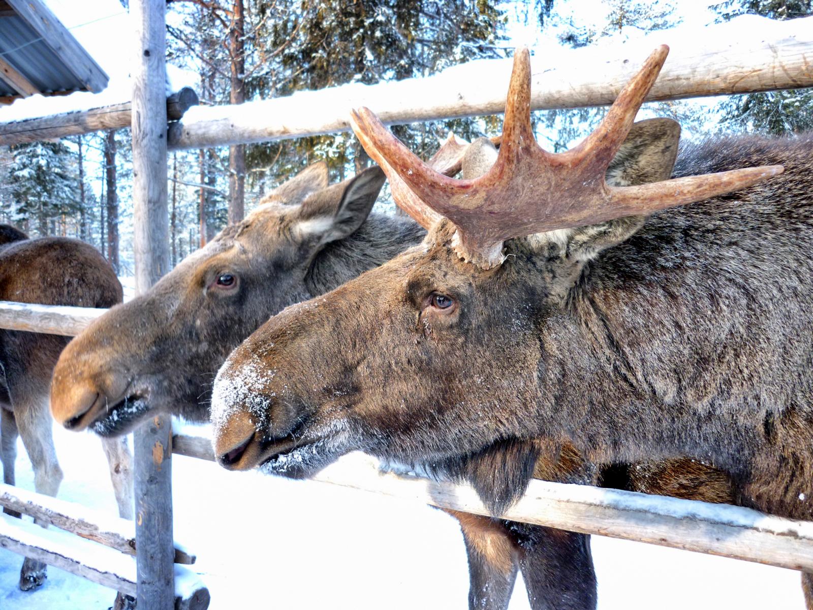 Da lachen doch die Elche - Elchpark in Lappland