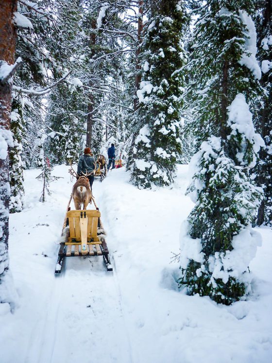 Im Wildnisdorf in Lappland Rentiere, Iglus & kein Strom (7)