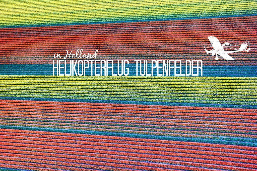 Helikopterflug über die Tulpenfelder
