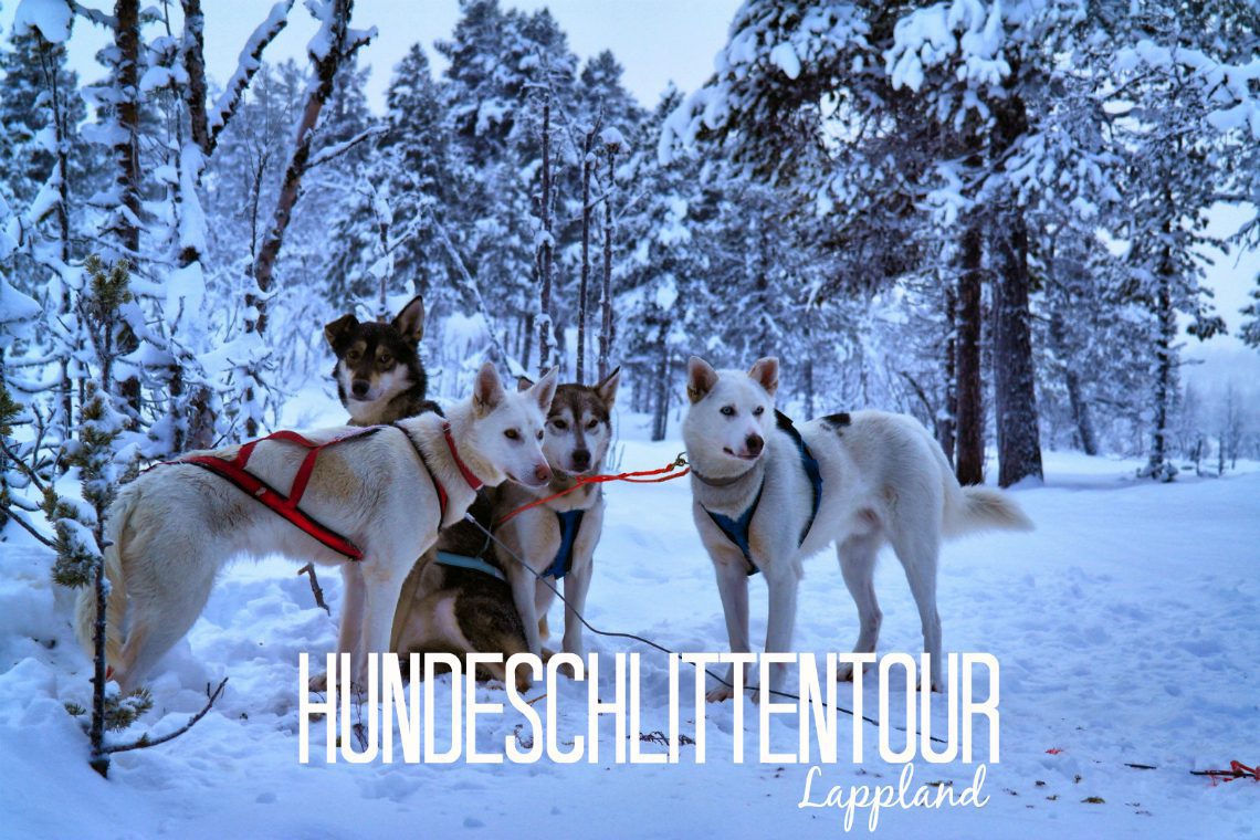 Hundeschlittentour in Lappland