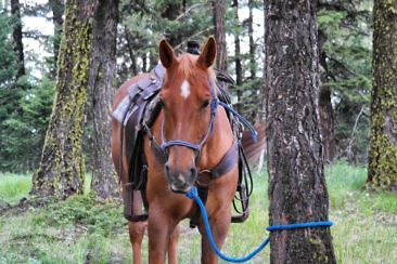 Ranchurlaub in Kanadas Cowboy Country