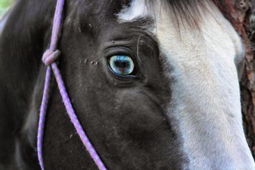 Ranchurlaub in Kanadas Cowboy Country