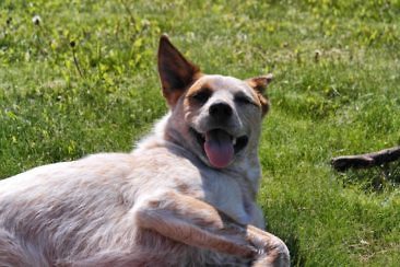 Ranchurlaub in Kanadas Cowboy Country