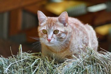 Ranchurlaub in Kanadas Cowboy Country