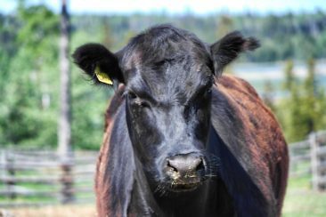 Ranchurlaub in Kanadas Cowboy Country