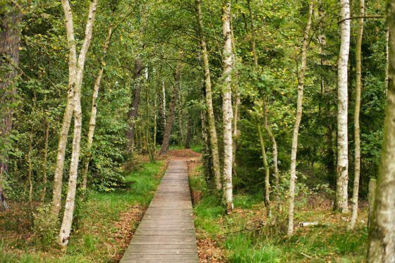 Deutschlands schönste Heide-Wanderung Der Heidschnuckenweg in der Lüneburger Heide