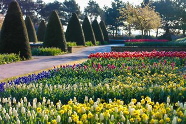 Tulpenblüte in Holland - Keukenhof