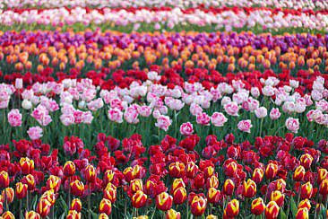 Tulpenblüte in Holland - Keukenhof