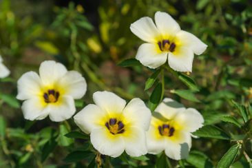 Tipps für Hpa-An - Lumbini Garden