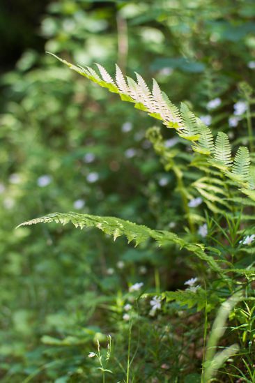 Aktivurlaub in Luxemburg