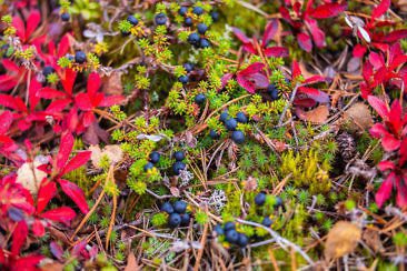 Indian Summer in Lappland - Aktivurlaub im herbstlichen Lappland