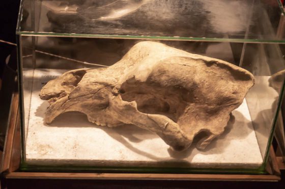 Wanderparadies Grüner Karst: Ausflugsziele & Tipps für Sloweniens Süden