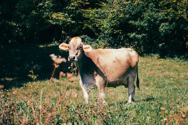 Wanderparadies Grüner Karst Ausflugsziele & Tipps für Sloweniens Süden