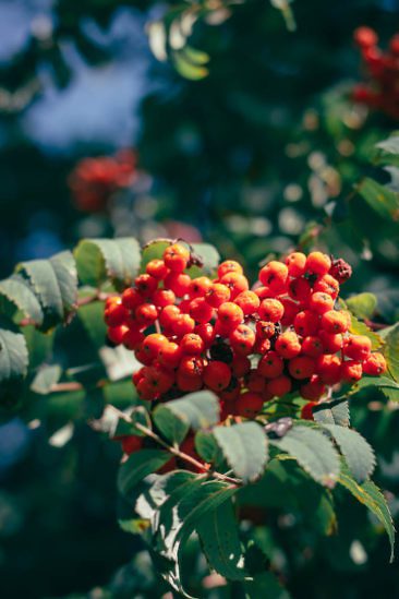 Wanderparadies Grüner Karst Ausflugsziele & Tipps für Sloweniens Süden