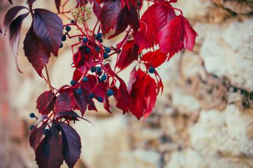 Wanderparadies Grüner Karst Ausflugsziele & Tipps für Sloweniens Süden