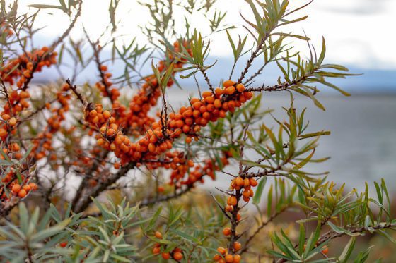Usedom Geheimtipp Naturnaher & nachhaltiger Urlaub auf der Halbinsel Gnitz