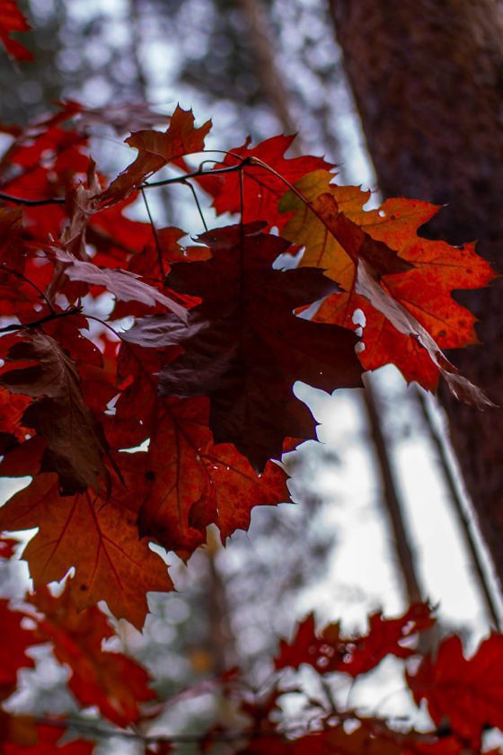 Usedom Geheimtipp Naturnaher & nachhaltiger Urlaub auf der Halbinsel Gnitz