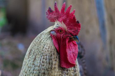 Slowinzisches Freilichtmuseum in Kluki