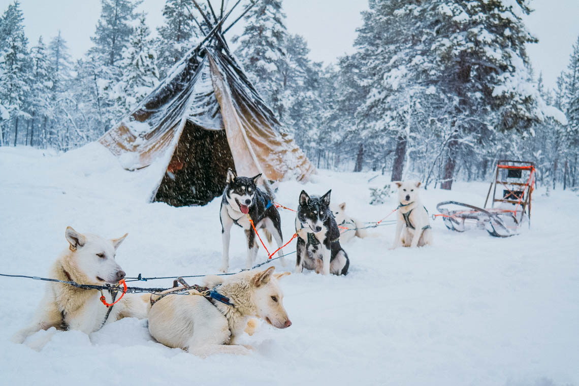 Hundeschlittentour in Lappland