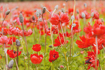 Nordholländisches Dünenreservat