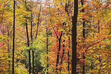 Traufgang Felsenmeersteig