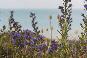 Huttopia Noirmoutier