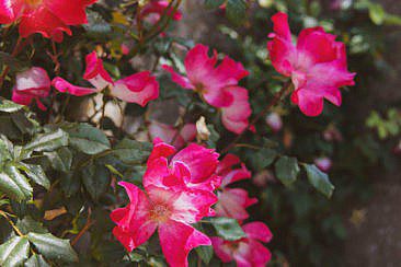 Maison Picassiette Chartres