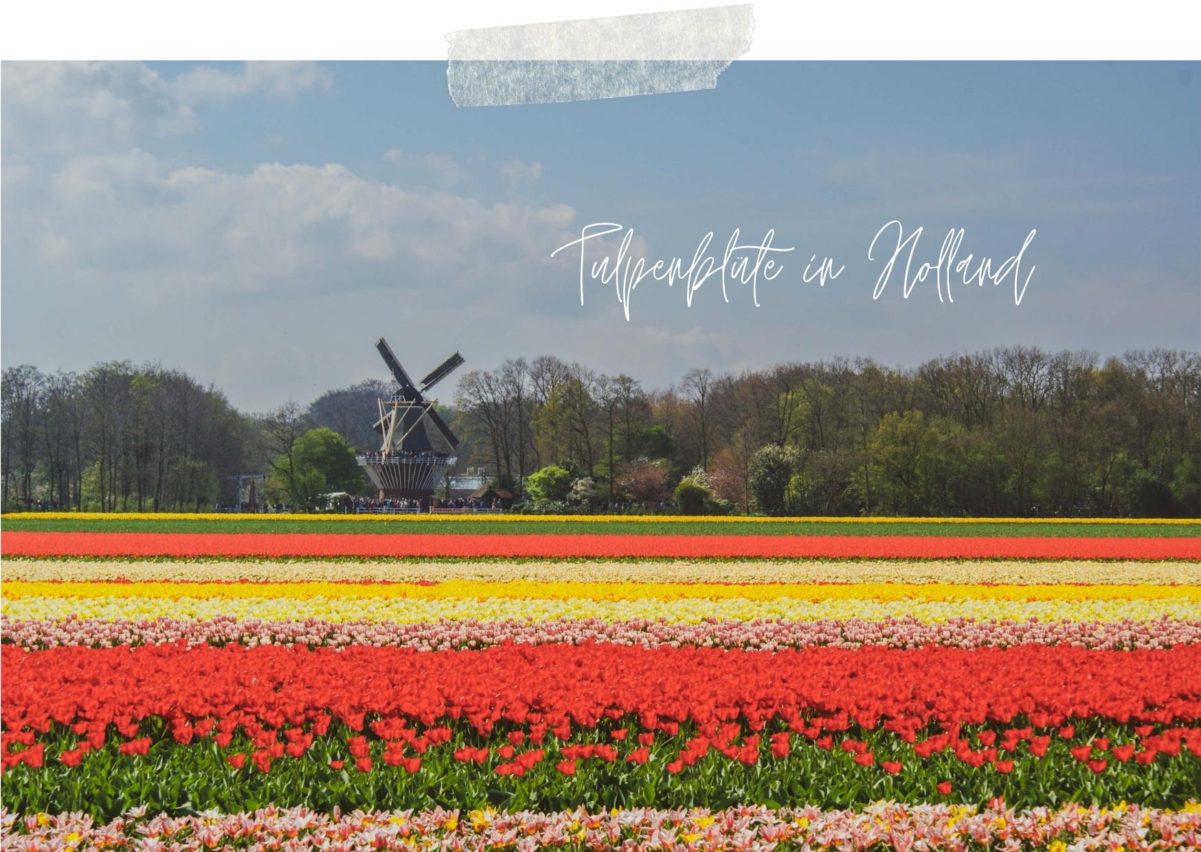 Tipps zur Tulpenblüte in Holland