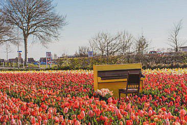 The Tulip Barn
