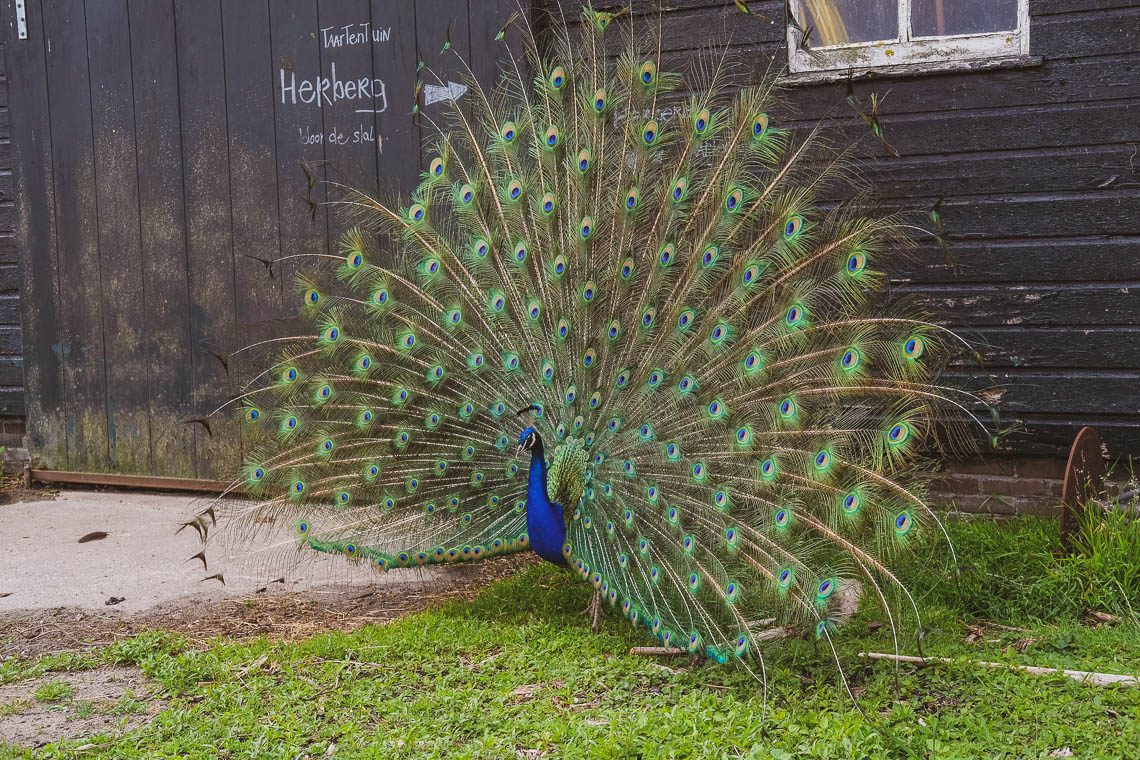 WiesenBett - Urlaub auf dem Bauernhof der besonderen Art