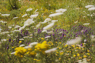 Mikroabenteuer Packrafting Biesbosch