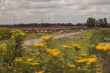 Mikroabenteuer Packrafting Biesbosch