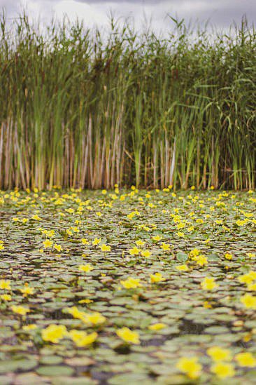 Packrafting im Biesbosch Mikroabenteuer
