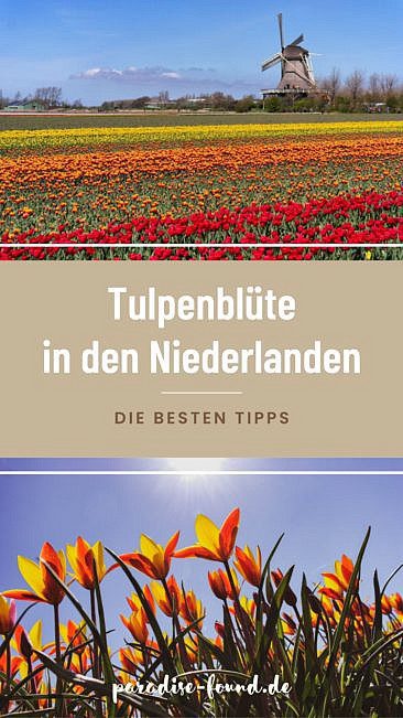 Tulpenblüte in Holland