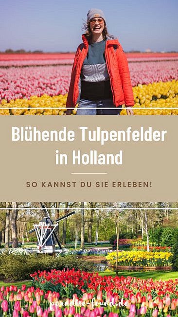 Tulpenblüte in Holland erleben Tipps