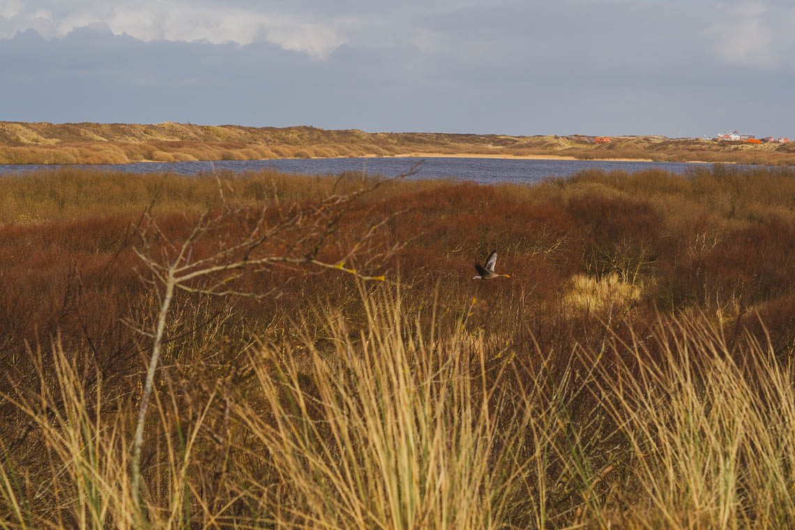 Der Hammersee auf der Insel Juist Natursehenswürdigkeiten
