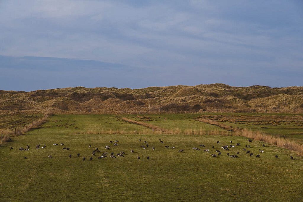 Die Natur auf Juist ist einzigartig