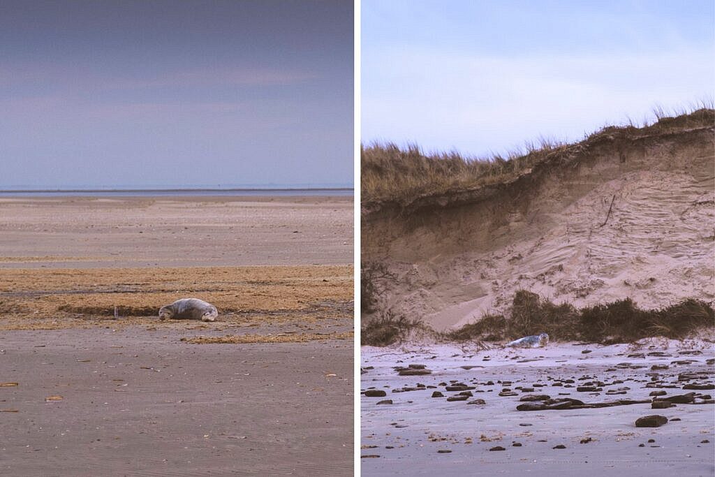 Seehunde beobachten auf der Insel Juist